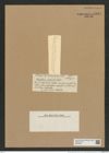 Rhizosolenia inqequalis Carstr. (de-Toni-Nr.: Genus 114, Species 3309) Zeichnungen Sammlung Grunow Nr. 6694 (NHMW-BOT-W0375494)